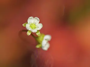 Warmth: Oblong-leaved Sundew