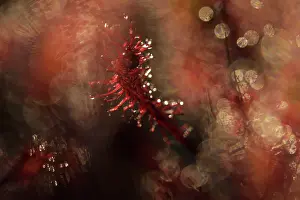 Sundew: Oblong-leaved Sundew