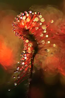 Warmth: Oblong-leaved Sundew