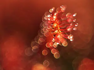 Warmth: Oblong-leaved Sundew