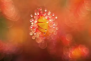 Sundew: Oblong-leaved Sundew