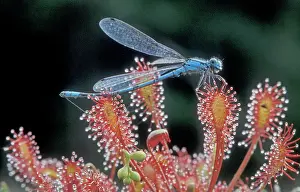 Sticky: Oblong-leaved Sundew - With Common Blue Damselfly prey