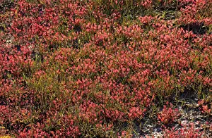 Sundew: Oblong-leaved Sundew covering the surface of a bog