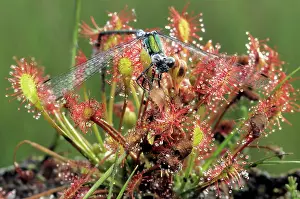 Drosera: Oblong-leaved Sundew with dead damesfly