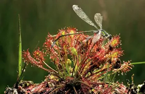 Drosera: Oblong-leaved Sundew with dead damselfly