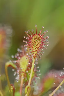 Sundew: Oblong-leaved sundew (Drosera intermedia), carnivorous