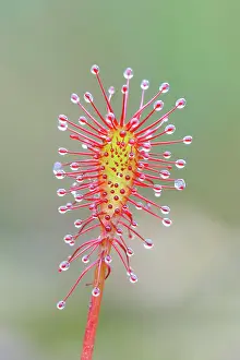 Sundew: Oblong-leaved sundew (Drosera intermedia), close-up