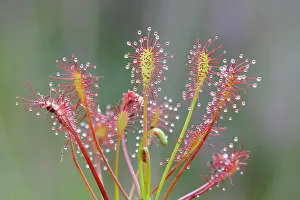 Sundew: Oblong-leaved sundew (Drosera intermedia), Aschendorfer