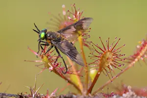 Free: Oblong-leaved sundew (Drosera intermedia), with insect as