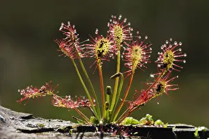 Sundew: Oblong-leaved Sundew (Drosera intermedia) showi