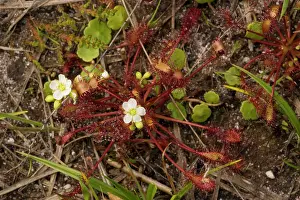 Sundew: Oblong-leaved sundew (or intermediate sundew)