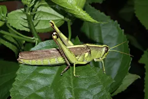 Birdwing: Obscure Birdwing Grasshopper