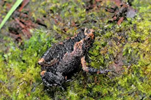 Ceylon: Obscure Ramanella Frog