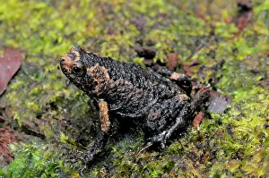 Ceylon: Obscure Ramanella Frog