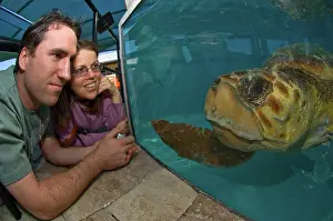 Viewing: Observing Loggerhead Turtle