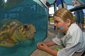 Viewing: Observing Loggerhead Turtle