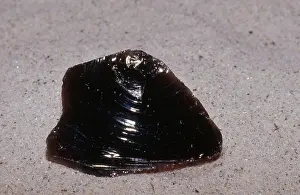 Glassy: Obsidian