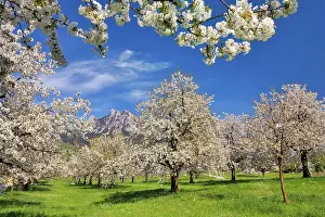 Prunus: Obstplantage im Fruhling, bluhende Kirschbaume (Prunus