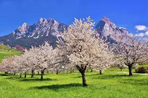 Prunus: Obstplantage im Fruhling, bluhende Kirschbaume (Prunus