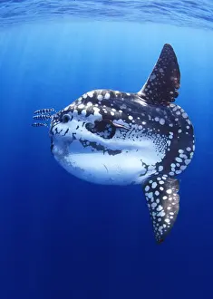 Gigas: Ocean sunfich (Mola mola) at sea with pilot fishes