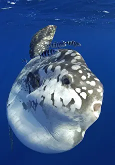 Gigas: Ocean sunfich (Mola mola) at sea with pilot fishes