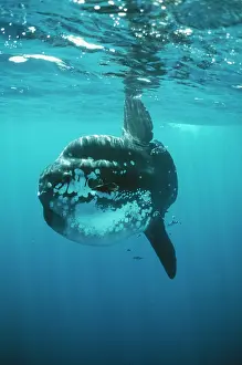 Mola: Ocean SUNFISH