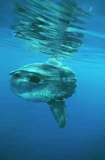 Size: Ocean SUNFISH