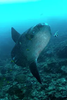 Cleaned: Ocean Sunfish - being cleaned by with Longfin Bannerfish