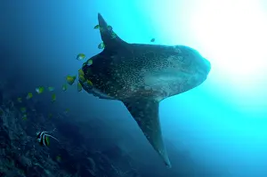 Butterflyfish: Ocean Sunfish - being cleaned by with Longfin Bannerfish