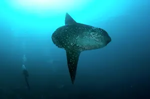 Batu: Ocean Sunfish - with diver