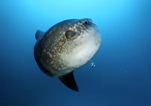 Nusa: Ocean sunfish (Mola mola), Crystal Bay, Nusa Penida