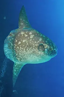 Flores: Ocean sunfish (Mola mola) deep water Bali, Nusa