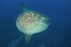 Flores: Ocean sunfish (Mola mola) deep water Bali, Nusa