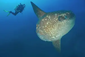 Flores: Ocean sunfish (Mola mola) and diver deep water Bali