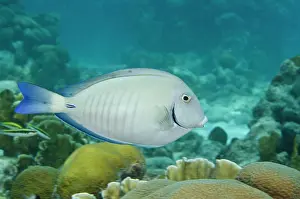 Pete: Ocean Surgeonfish (Acanthurus bahianus)