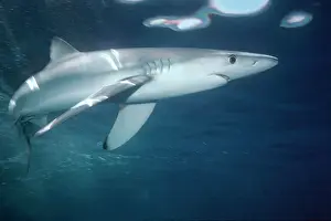Prionace: Oceanic Blue Shark -