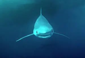 Prionace: Oceanic Blue Shark - approaching camera