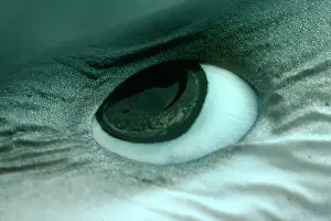 Prionace: Oceanic Blue Shark - Close-up of eye