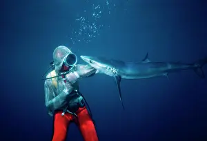 Attacks: Oceanic Blue Shark - Diver testing Chain Mail /