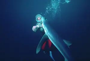 Prionace: Oceanic Blue Shark - Diver testing Chain Mail /