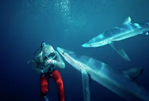 Attacks: Oceanic Blue Shark - Diver testing Chain Mail /
