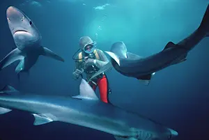 Prionace: Oceanic Blue Shark - Diver working with 3 sharks