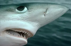 Prionace: Oceanic Blue Shark - Above water, close-up of face