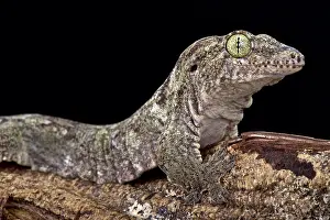 Oceanica: Oceanic Gecko (Gehyra oceanica), Papua New Guinea