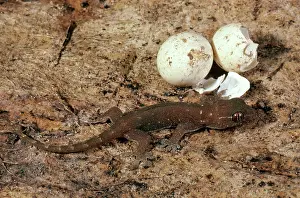Geckos: Oceanic Gecko Hatchling