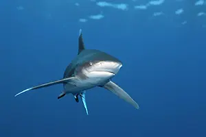 Carcharhinus: Oceanic whitetip shark (Carcharhinus longimanus)