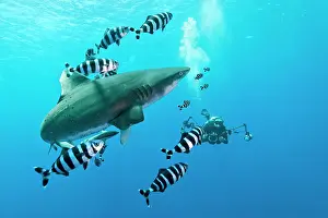 Carcharhinus: Oceanic whitetip shark (Carcharhinus longimanus
