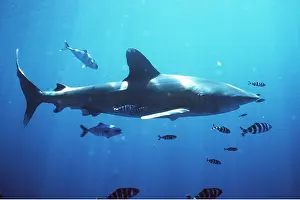 Size: Oceanic Whitetip / white-tip Shark with pilot fish