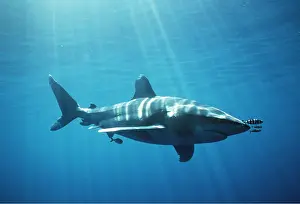Size: Oceanic Whitetip / white-tip Shark - with pilot fish