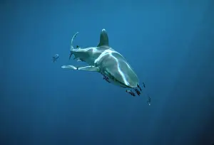 Escort: Oceanic Whitetip / white-tip SHARK - with Pilot fish escort